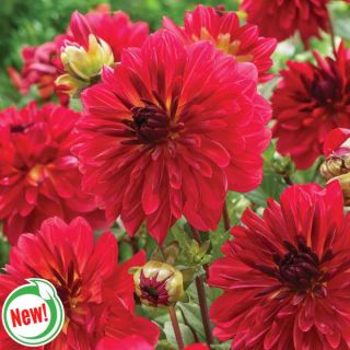 Red Red Wine Dahlia Thumbnail